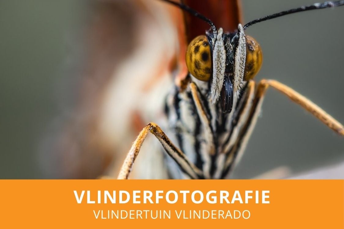 Workshop Vlinderfotografie volgen in Vlinderado