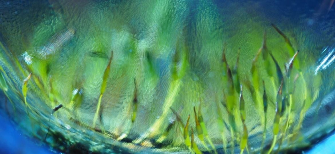 Creatief fotograferen met glas & macrolens