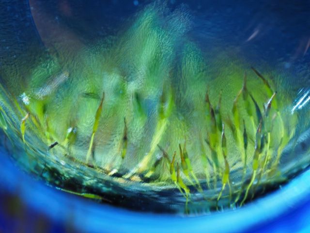 Creatief fotograferen met glas & macrolens