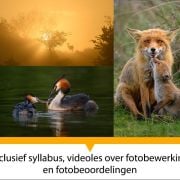 Workshop Dierenfotografie volgen in verschillende locaties in Nederland