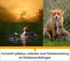 Workshop Dierenfotografie volgen in verschillende locaties in Nederland