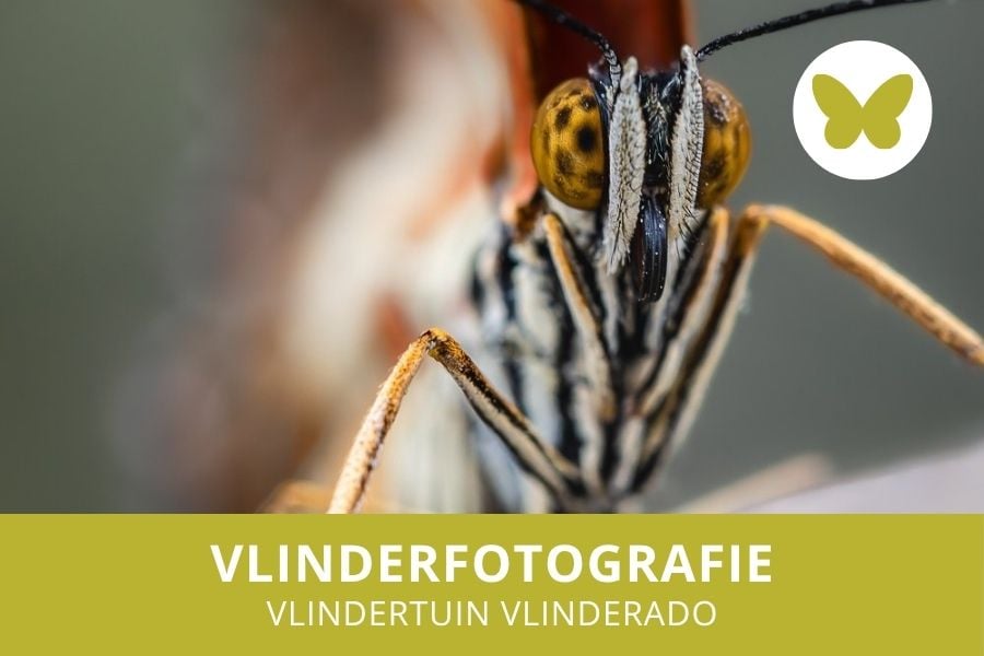 Workshop Vlinderfotografie volgen in Vlinderado