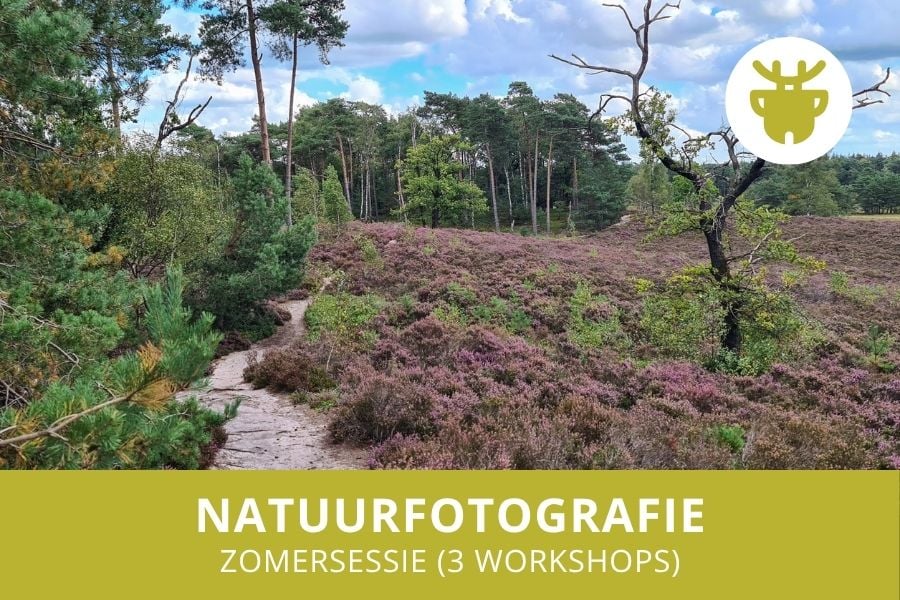 Volg meerdere workshops deze zomer