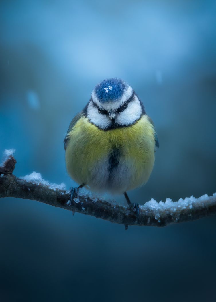 Vogelportret Kevin Hernandez