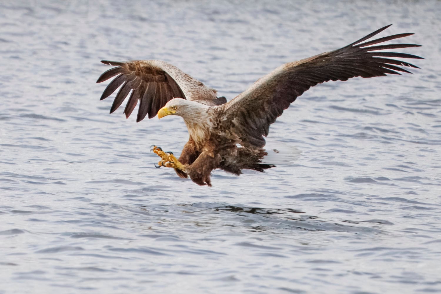 Reisverslag Oder Delta, Zeearenden fotograferen
