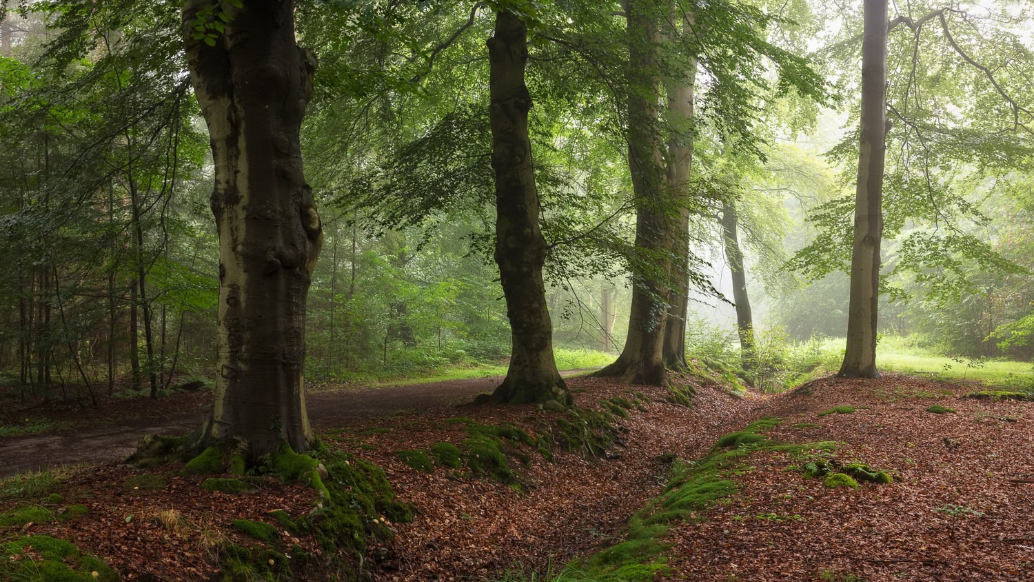 Praktische tips, apps en planningstools voor het vinden en voorspellen van het mooiste licht in de natuur.