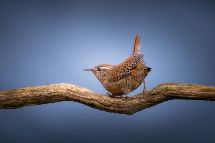 reisvogel_experiences Kevin Hernandez