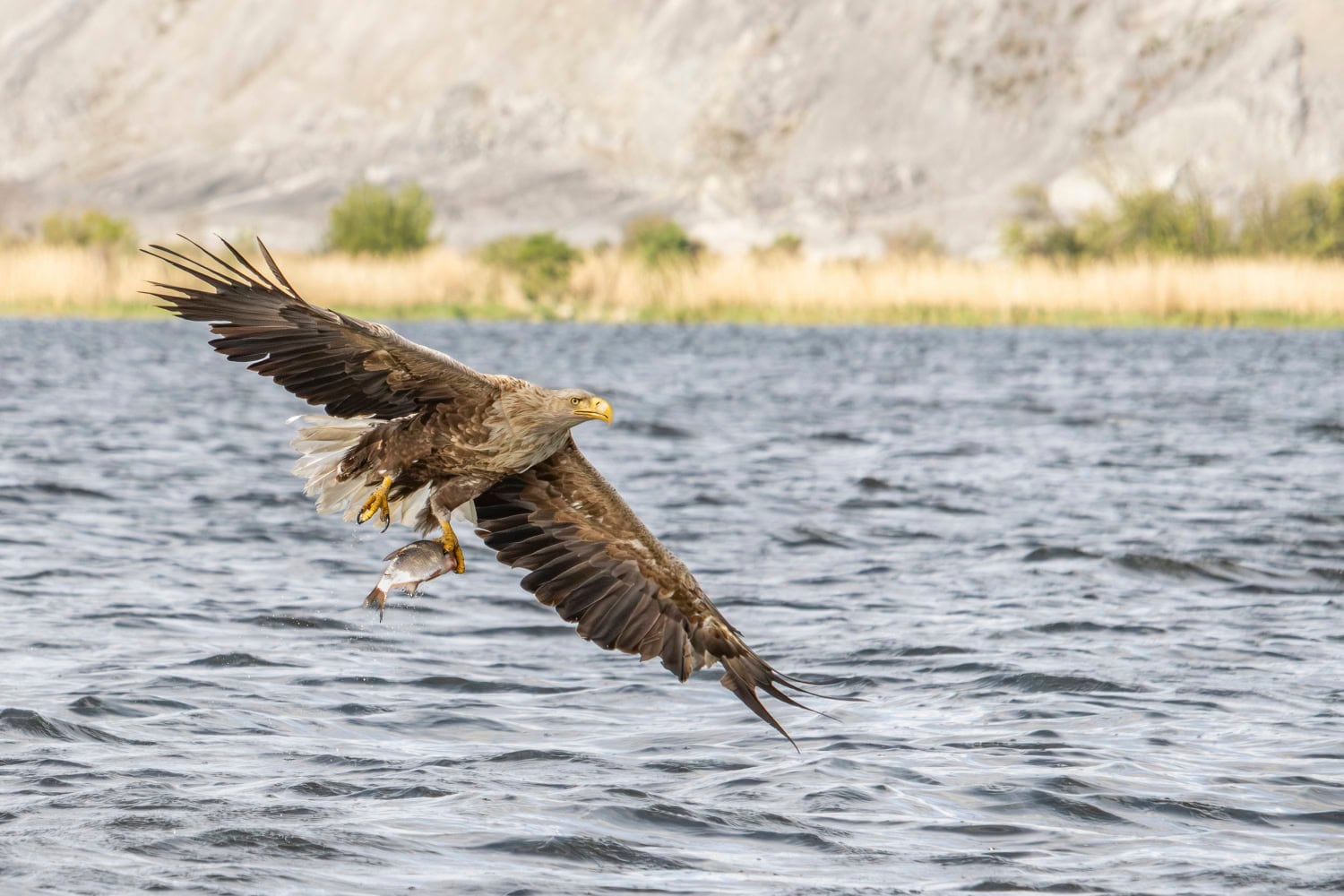Zeearend fotograferen Oder Delta