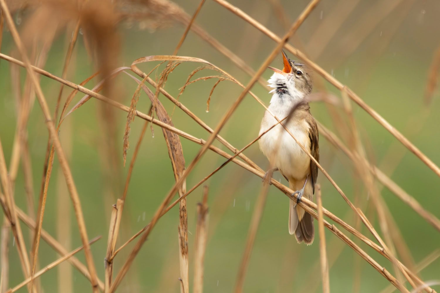Vogelfotografie reis Polen