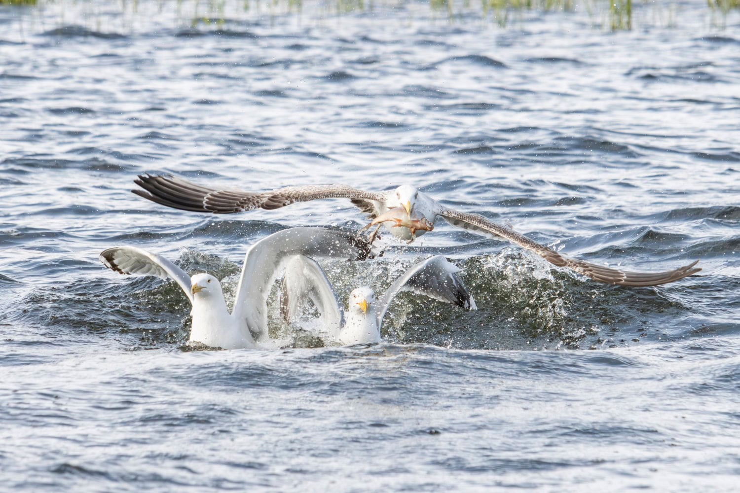 Fotoreis vogelfotografie Oder Delta