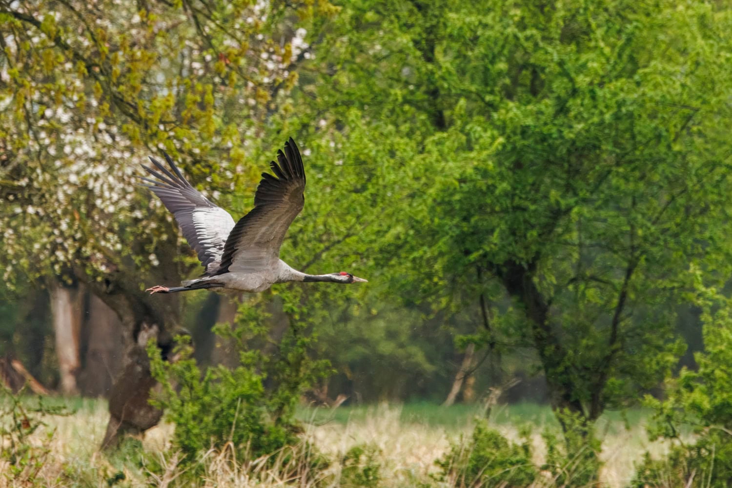 Vogels fotograferen in Polen, fotoreis