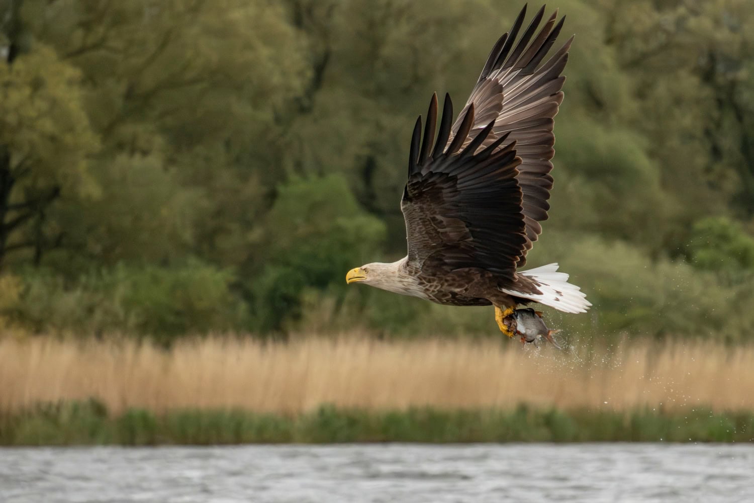 Vogelfotografie fotoreis naar Polen