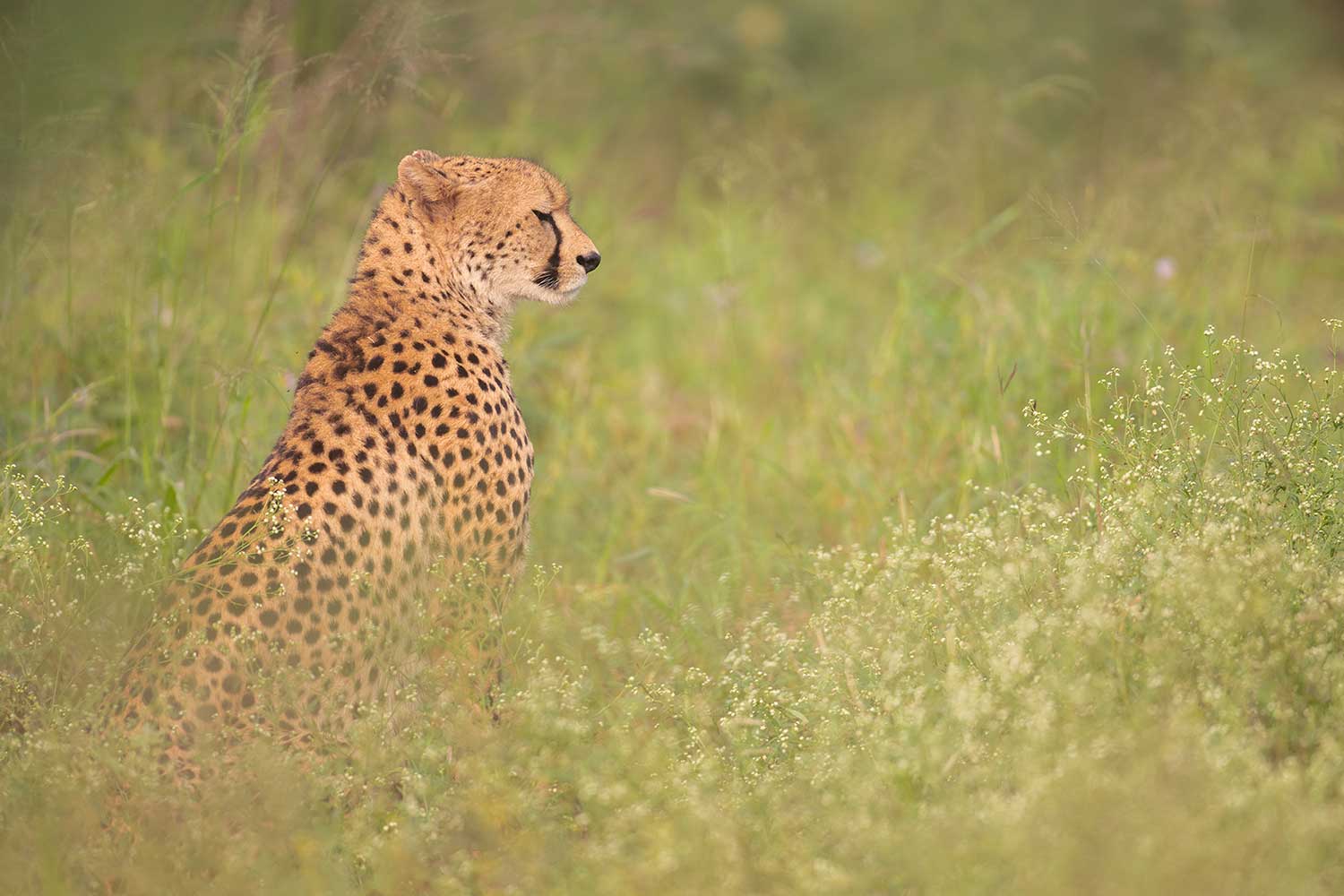 Cheetahs fotograferen tijdens een fotoreis naar Botswana