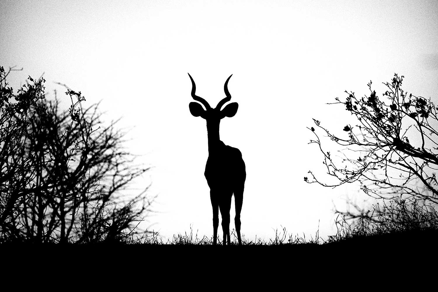 beste fotografiereis botswana impala fotograferen