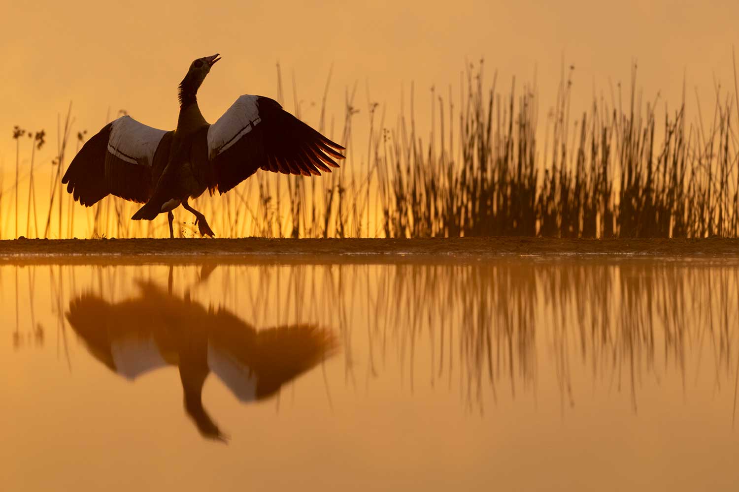 Beste vogelhutten ter wereld - Fotografiereis Zuid-Afrika