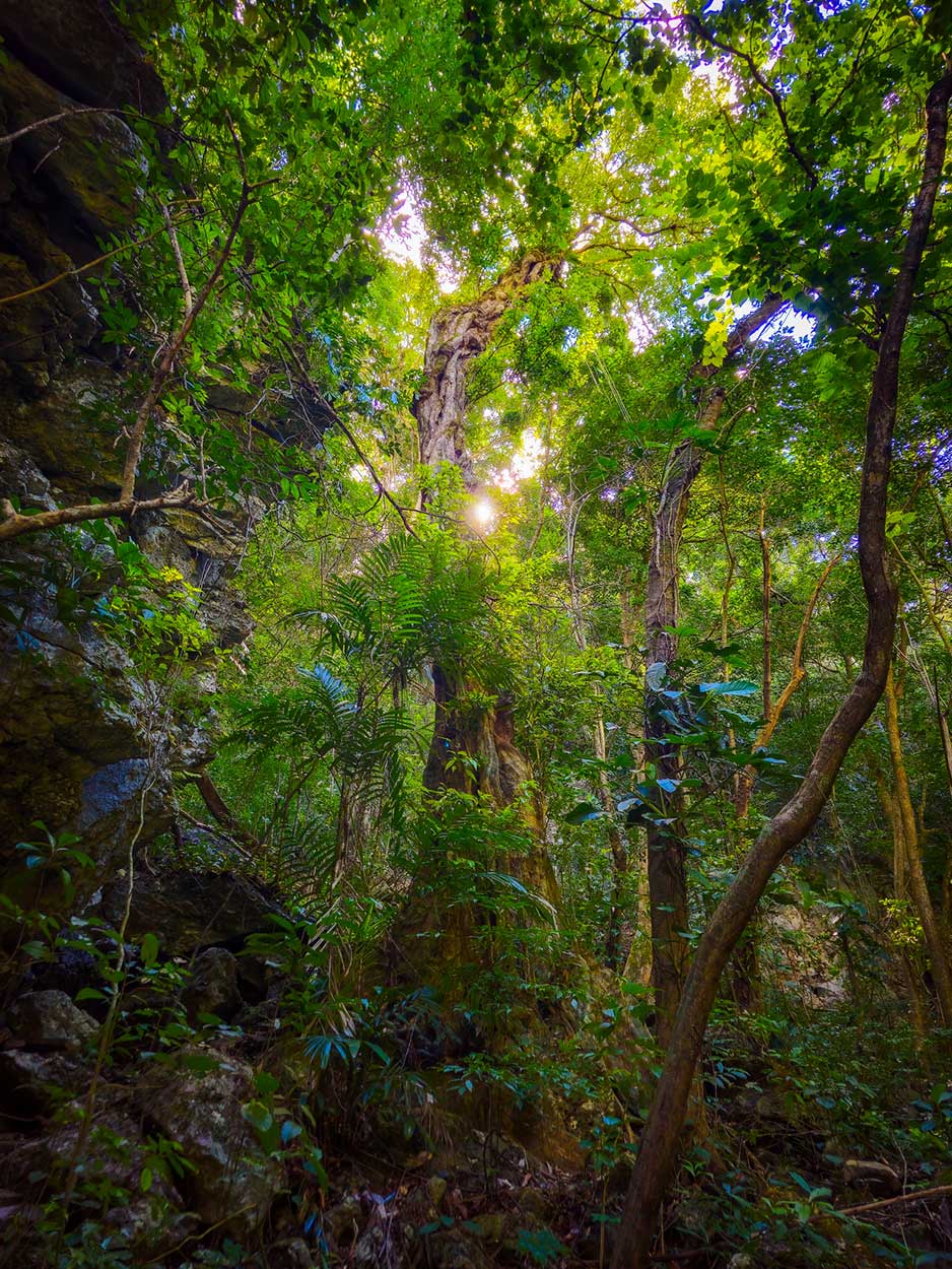 Fotografiereizen - Guatemala - Regenwouden fotograferen