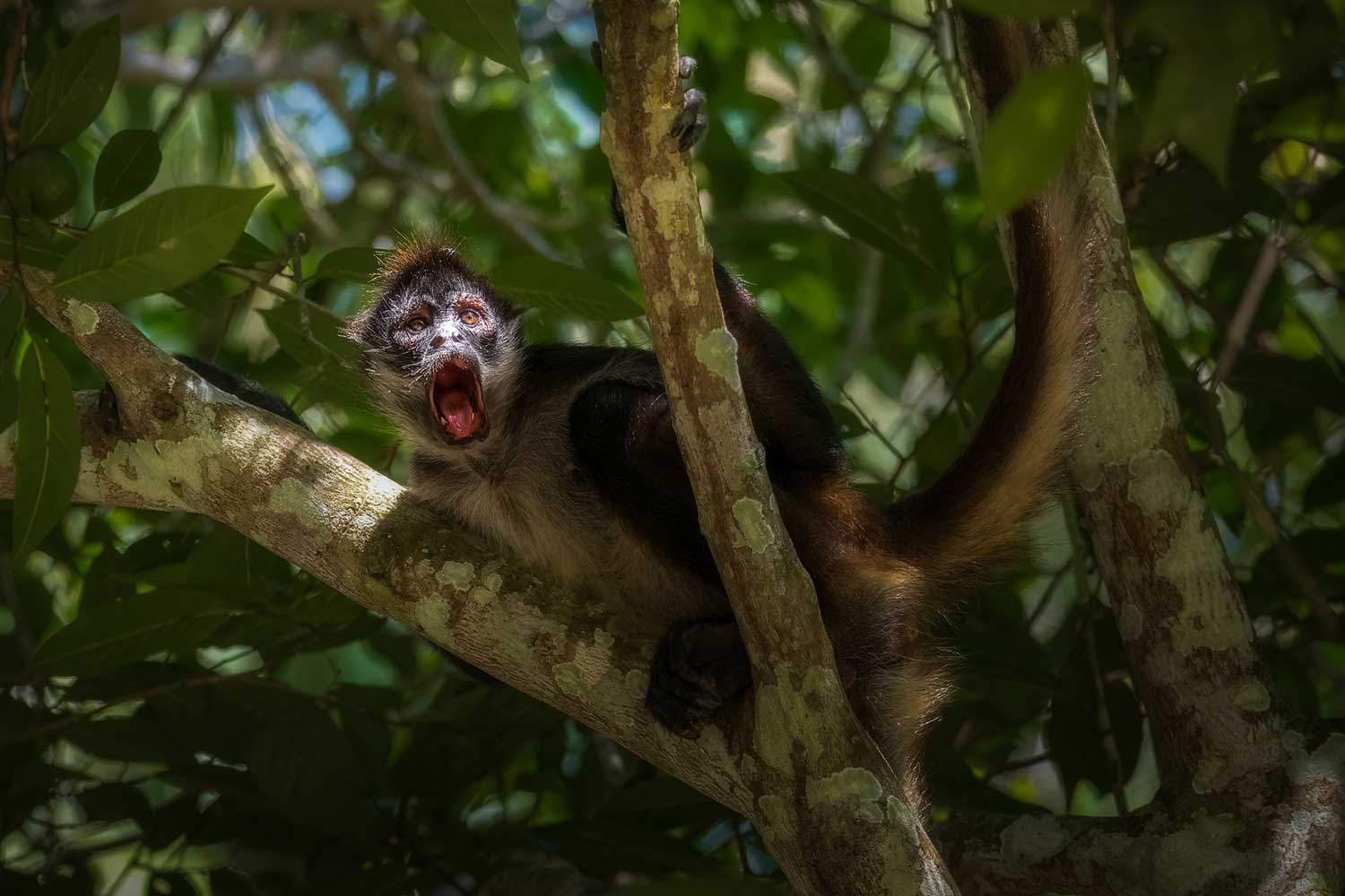 Spider monkey in Tikal, Guatemala
