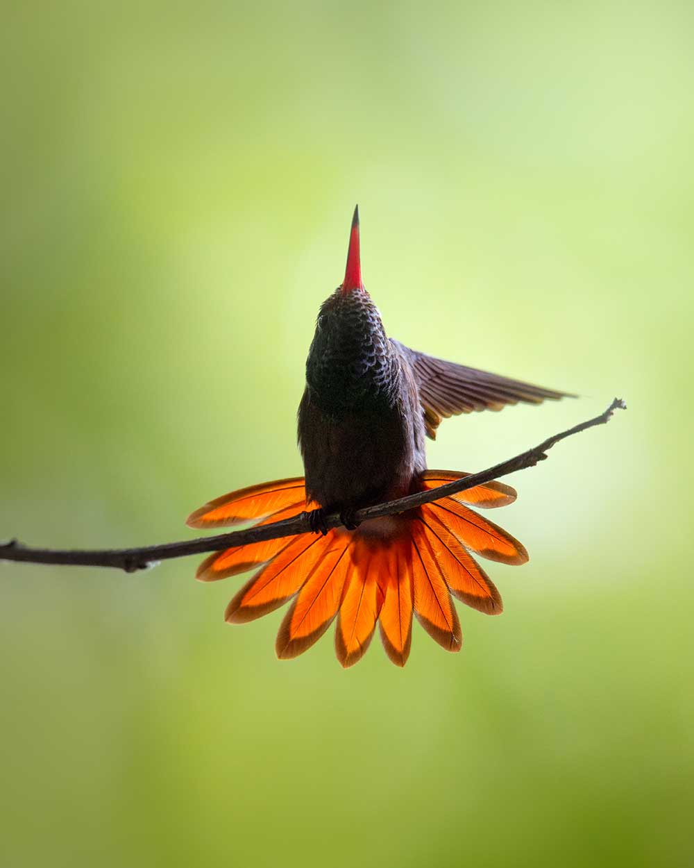 Fotografiereis Guatemala - Vogelfotografie (roodstaartamazilia)