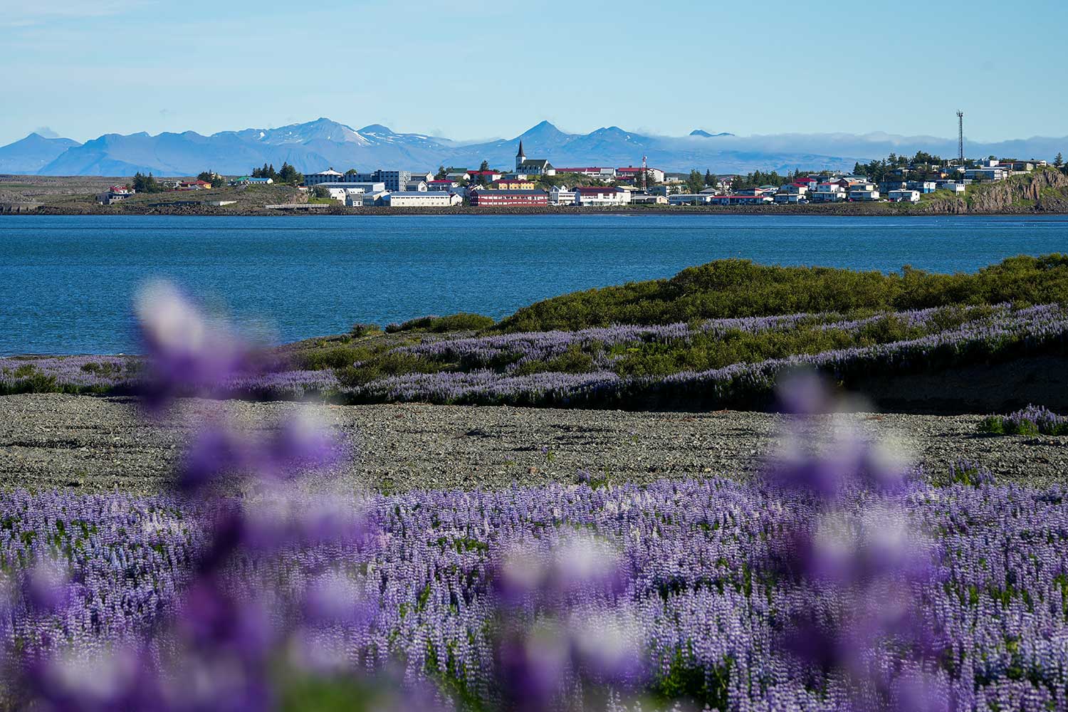 Fotoreis IJsland - Westjorden & Snaefellsnes - Bloeiende bloemen in de zomer