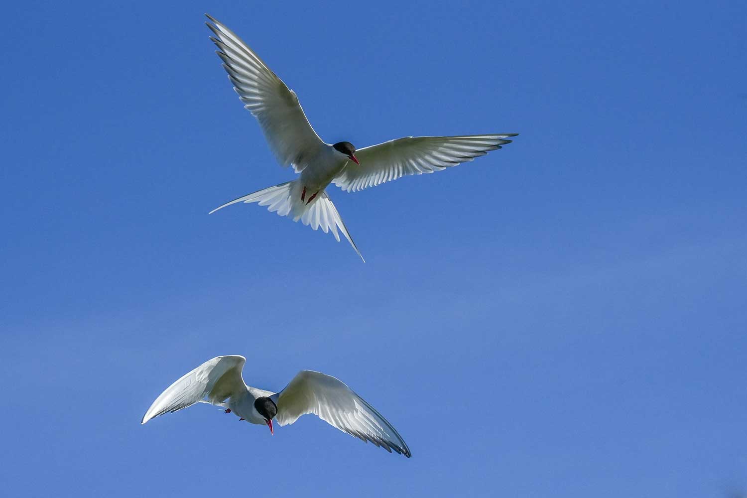 Fotoreis IJsland - Westjorden & Snaefellsnes - Vogelfotografie