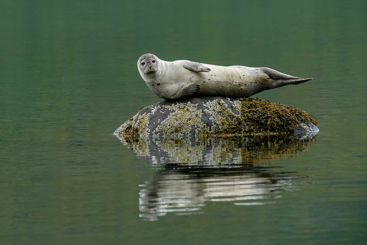 Fotoreis IJsland - Westjorden & Snaefellsnes - Zeehonden fotograferen
