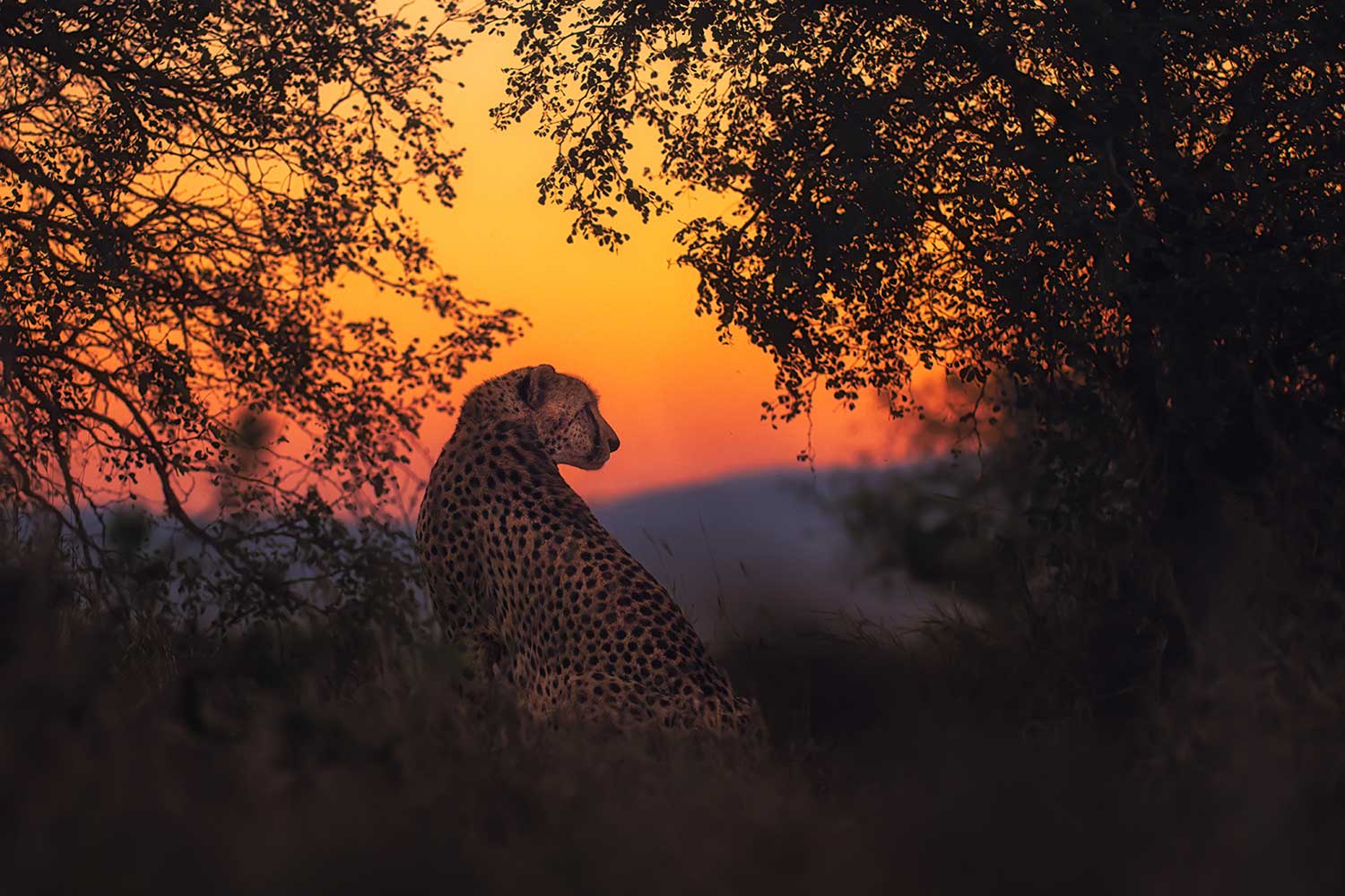 Fotografiereis Zimanga Game Reserve - Cheeta bij zonsondergang