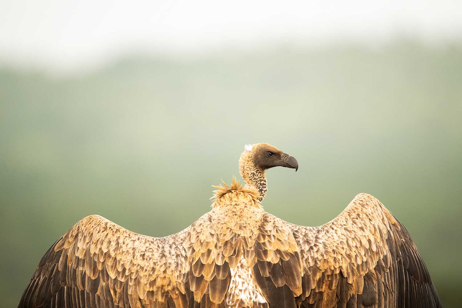Safari ftografiereizen - Gieren fotograferen