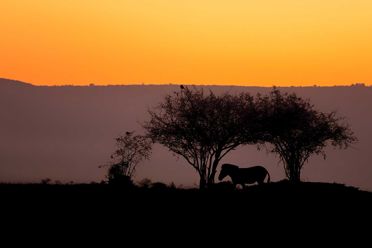 Fotografiereis Zimanga - Zebra bij zonsopkomst