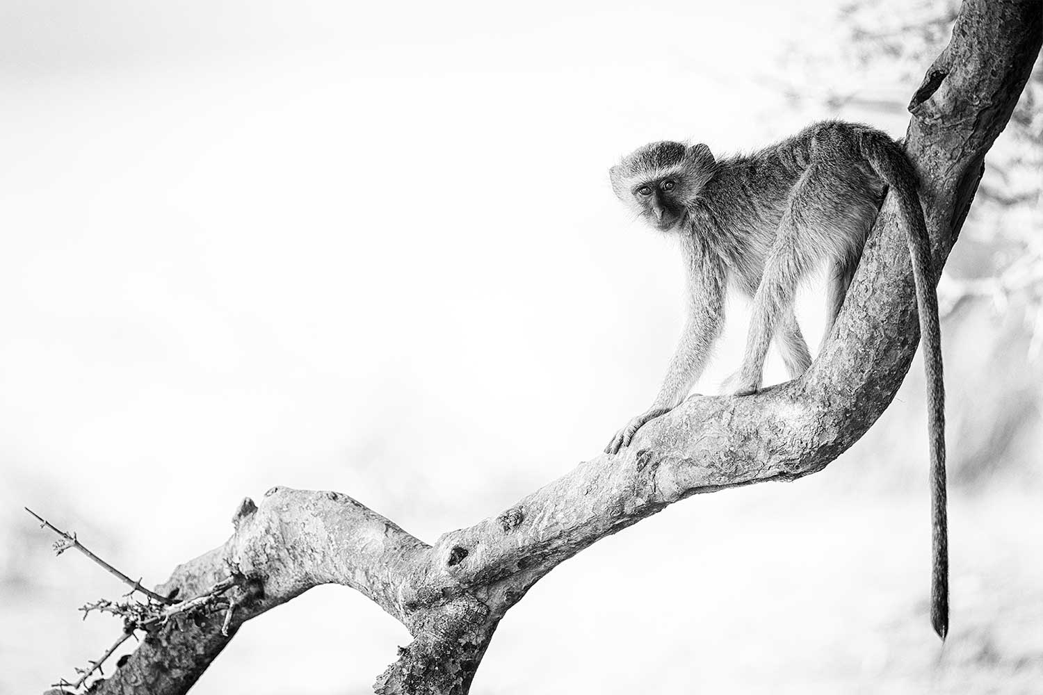 Fotografiereizen Botswana - Aapje in de boom