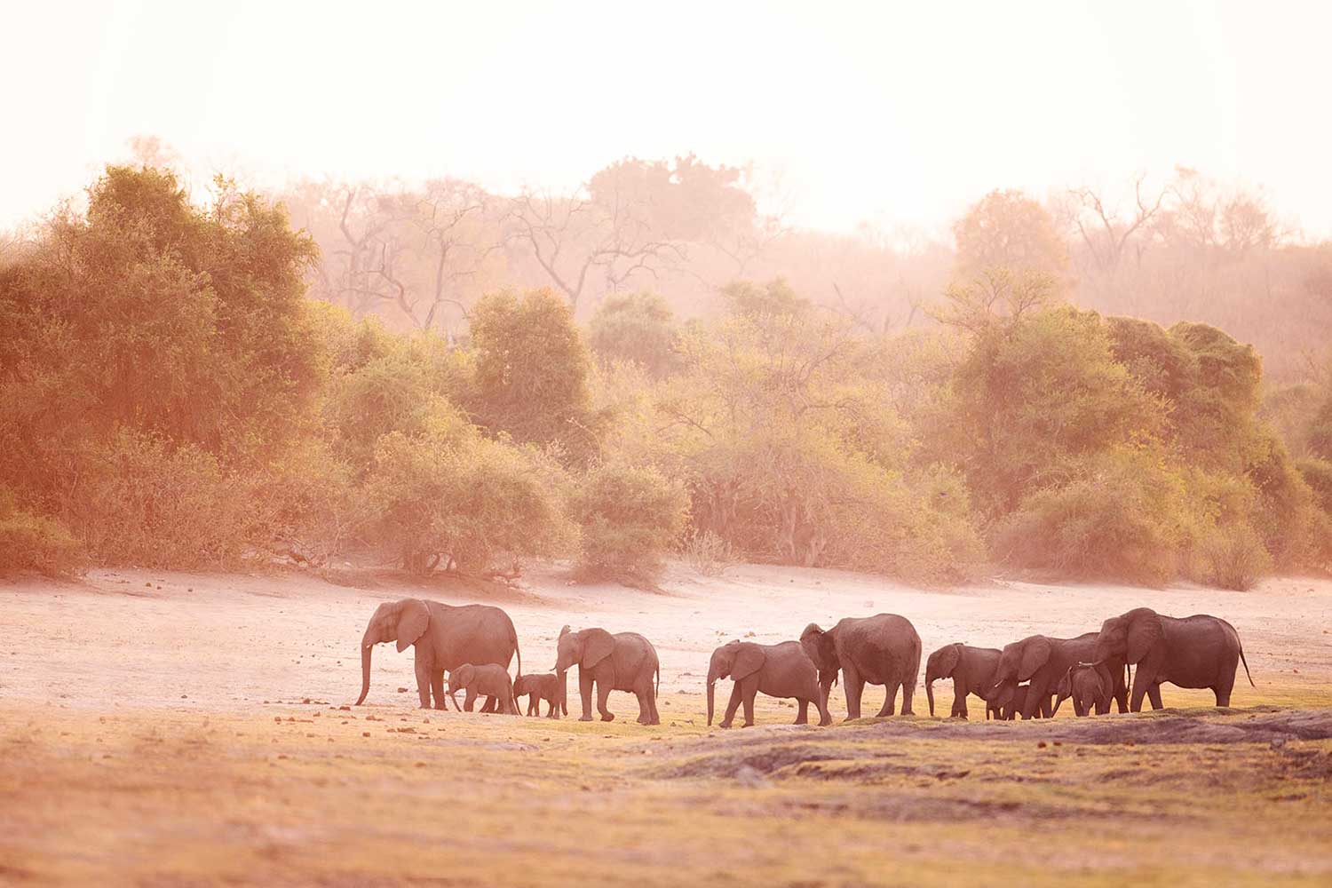 Kudde olifanten tijdens een fotoreis naar Botswana