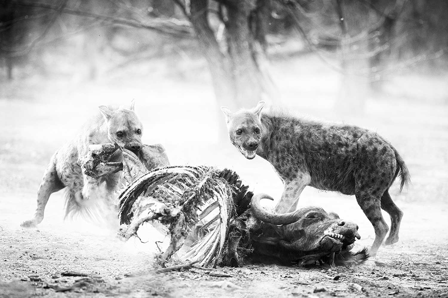 Fotografiereis Botswana - Hyena's fotograferen