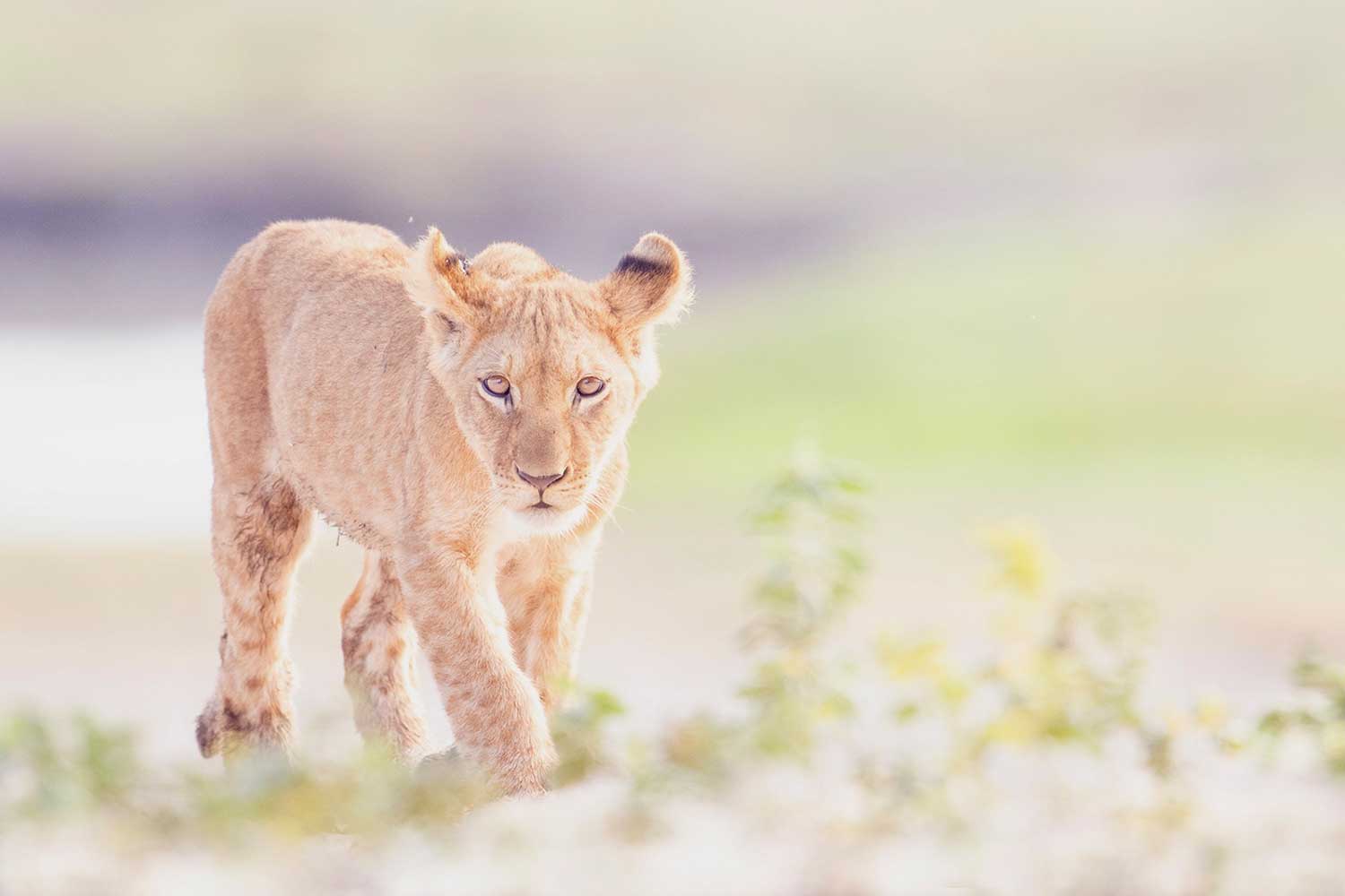 Fotoreis Botswana - Beste wildlife fotografie reis