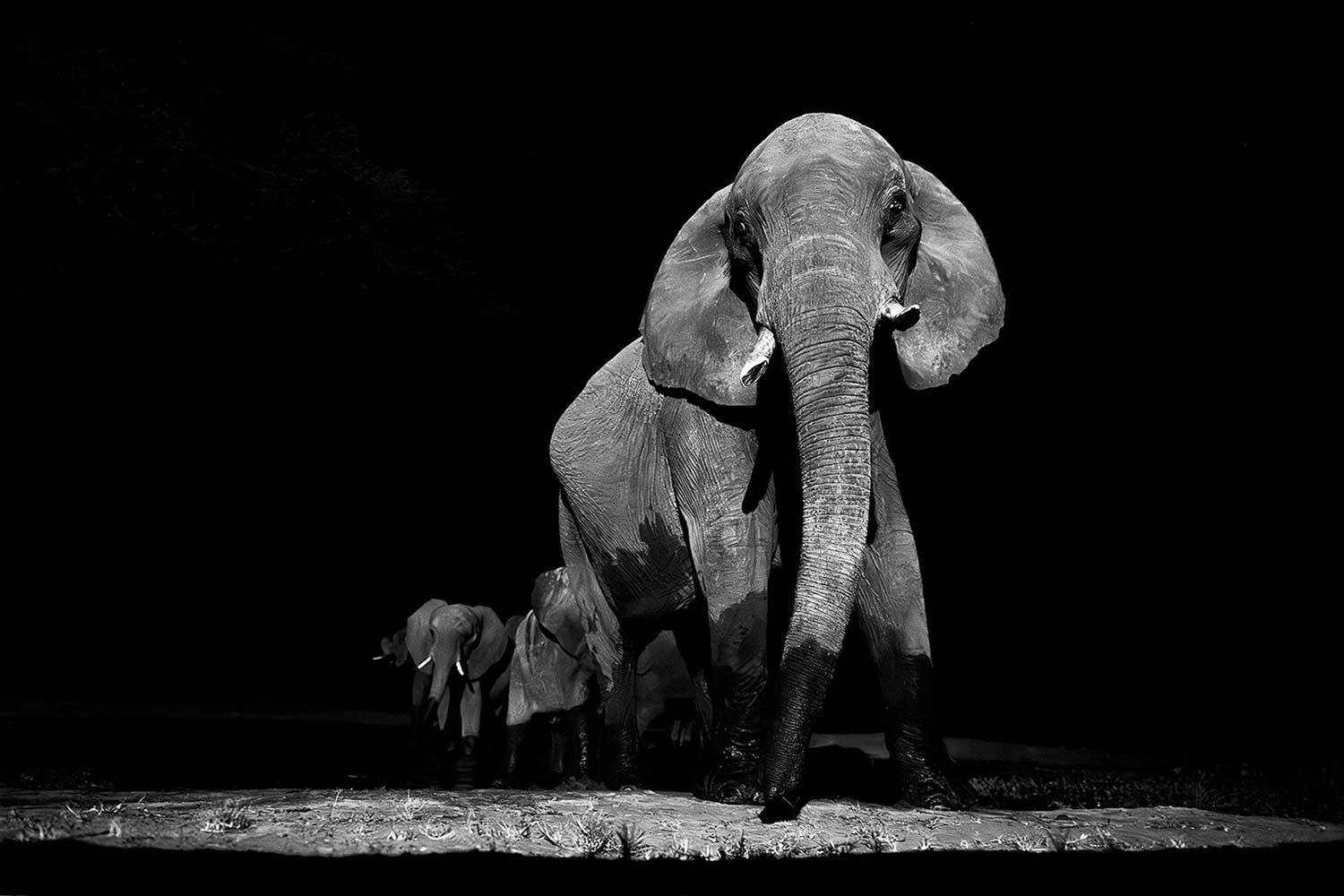 Olifitanten fotograferen bij de Chobe Rivier