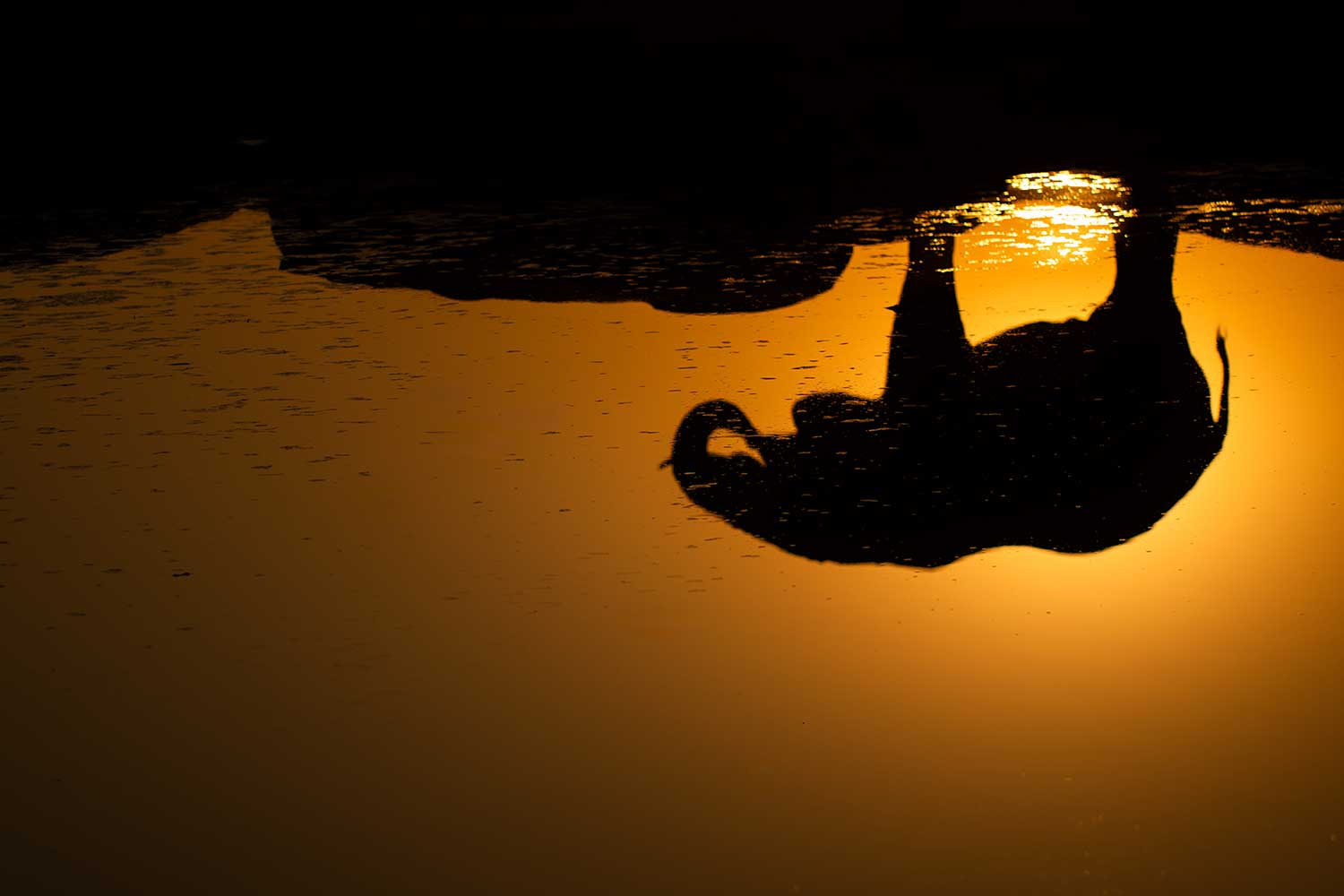 Reflectie zonsondergang van een olifant