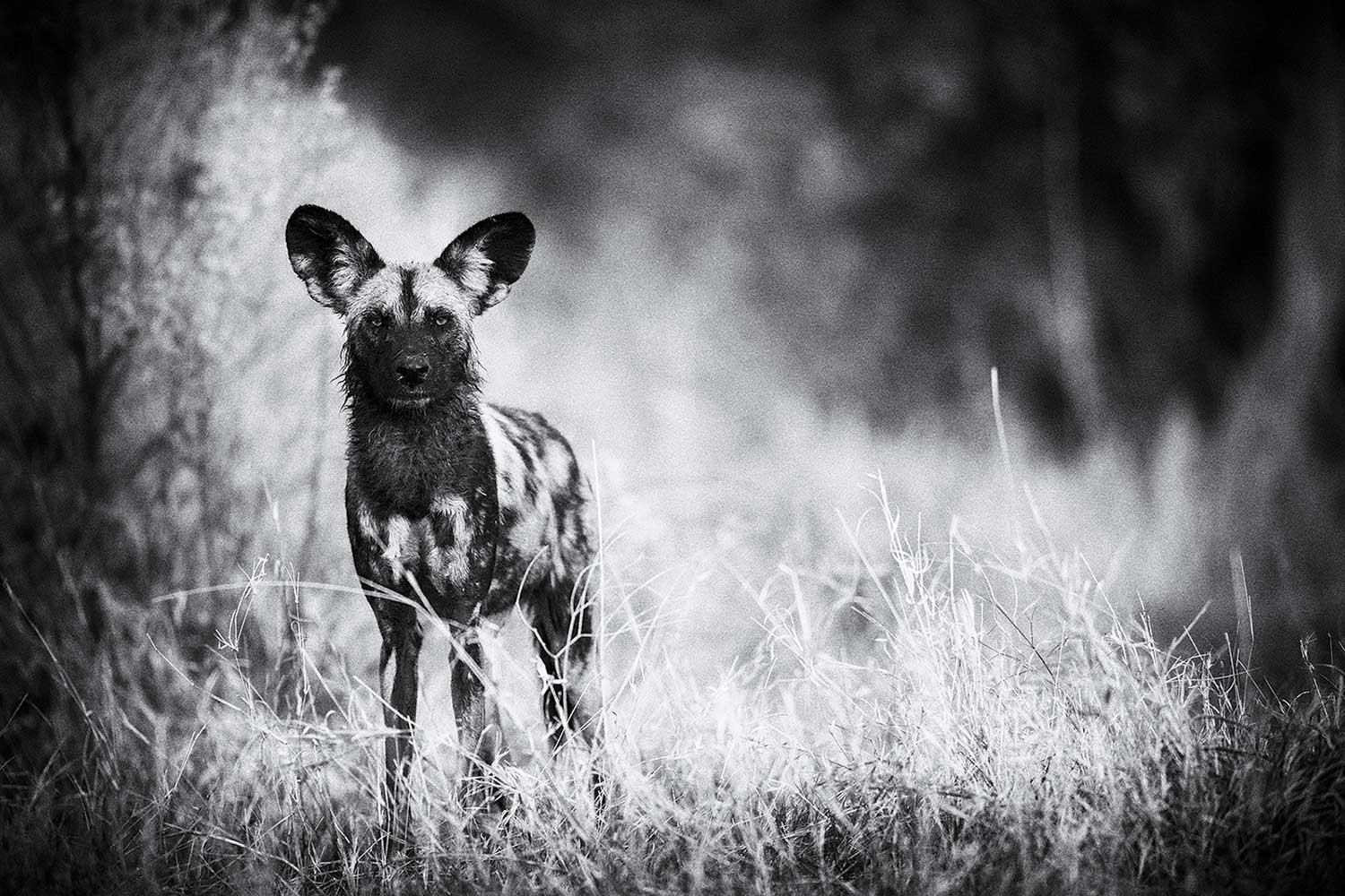 Beste fotoreis naar de Okavangodelta in Botswana