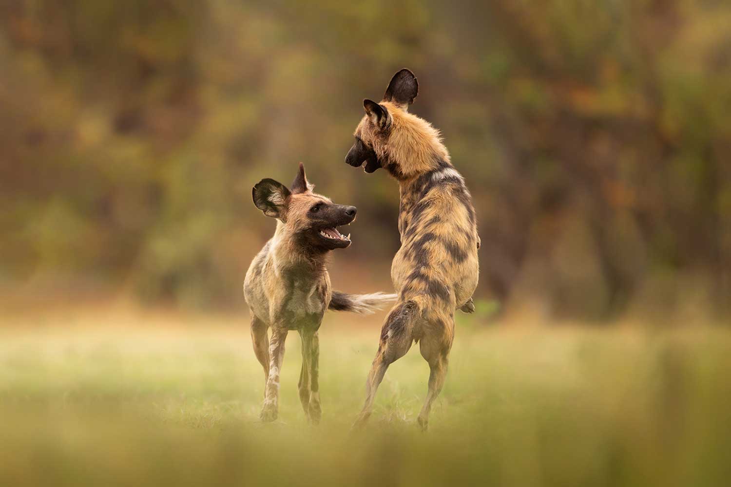 Fotografiereis Botswana Okavangodelta