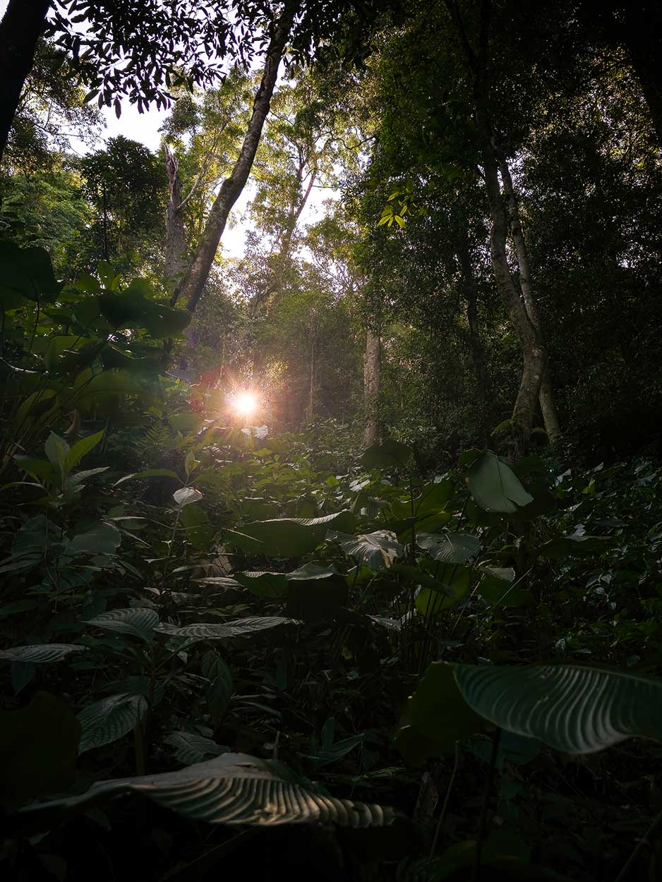 Nevelwouden fotograferen in Guatemala