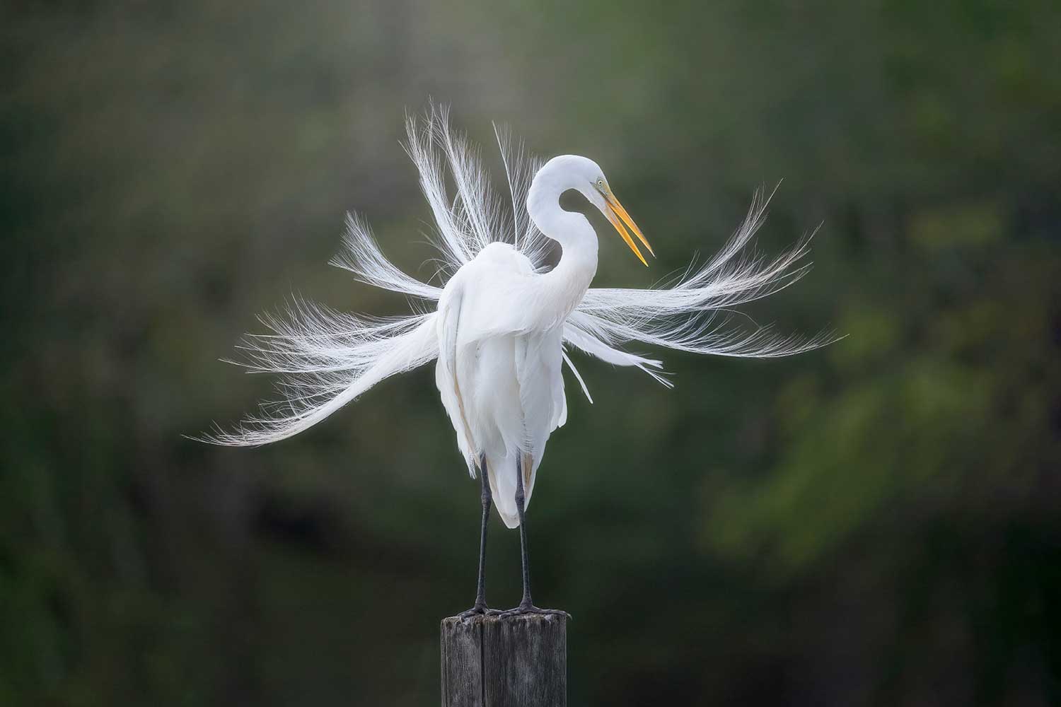 Fotoreis Guatemala - Vogels in de Rio Dulce