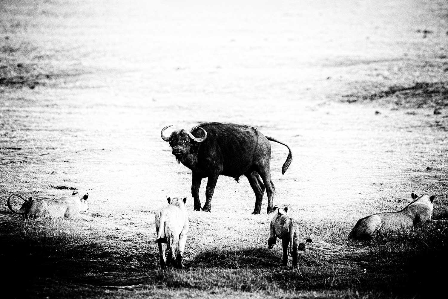 Fotografiereis Botswana - Leeuwen sluiten een buffel in
