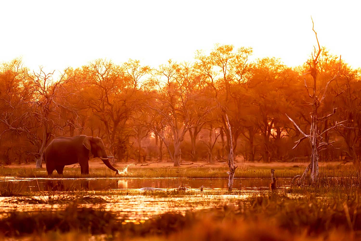 Olifanten in de Okavangodelta - Fotoreis Botswana
