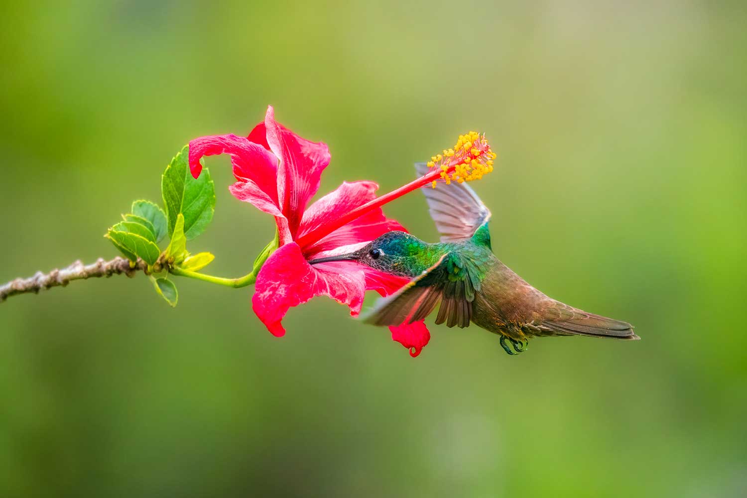 Fotoreis Guatemala - Vogelfotografie, kolibries fotograferen