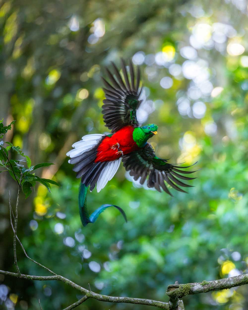 Fotoreis vogelfotografie - Quetzal fotograferen in Guatemala