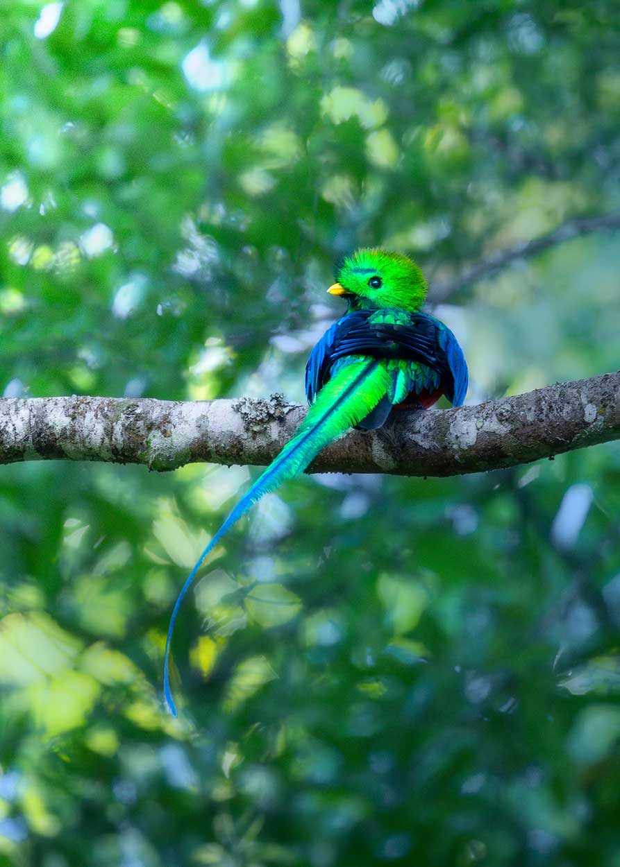Vogelfotografie reis naar Guatemala - Quetzal fotografietips