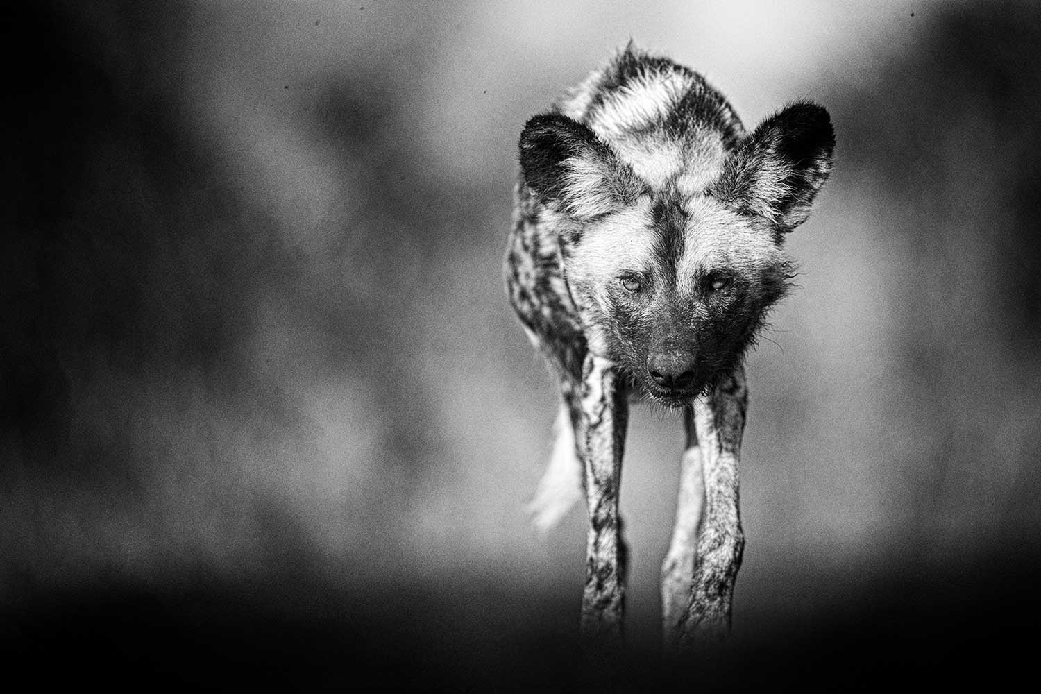 Fotografiereizen naar Zuid-Afrika - Zimanga Private Game Reserve (wilde honden)