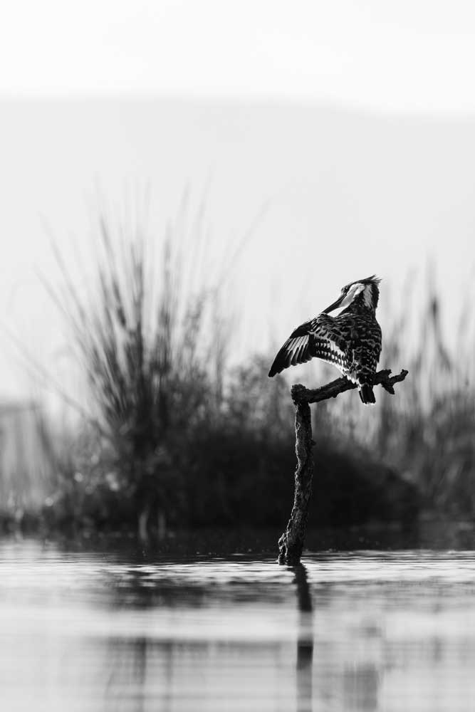 Fotografiereis Zuid-Afrika (Zimanga) - IJsvogel vanuit de Lagoon Hide