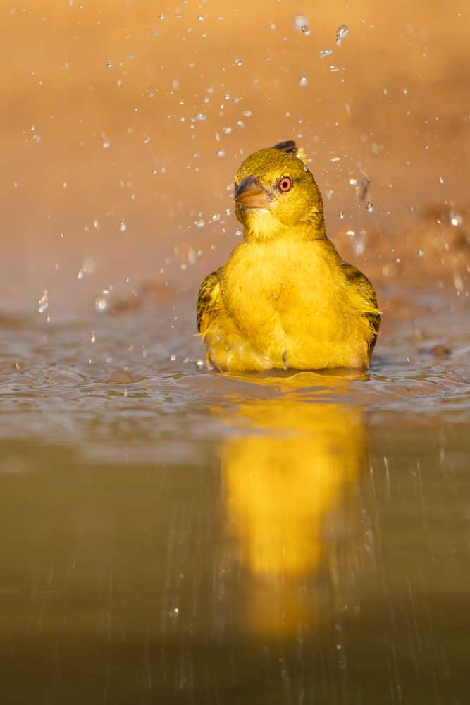 Zimanga Bhejane Hide - Wassende vogels