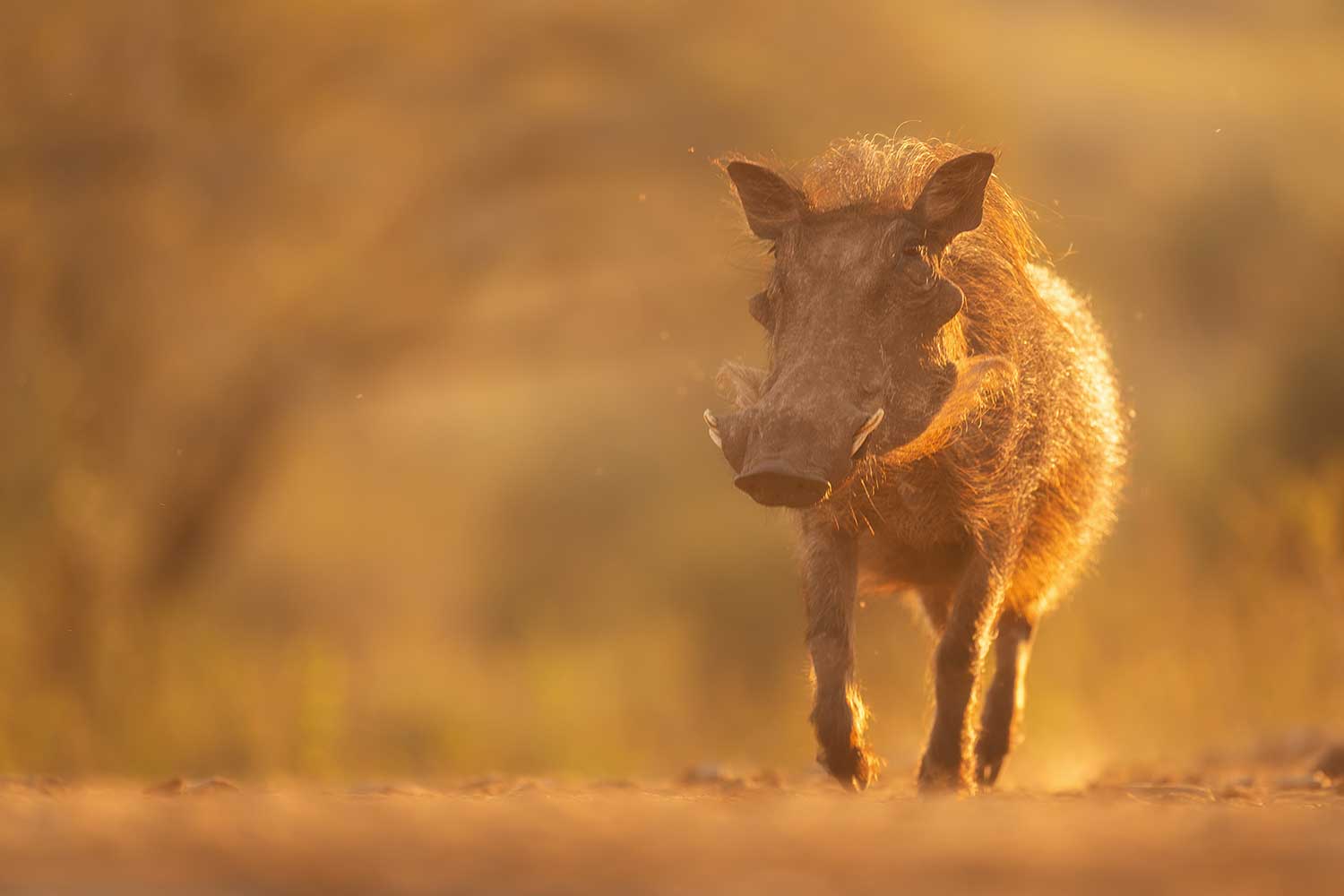 Wrattenzwijn in het gouden licht - Fotosafari in Zuid-Afrika