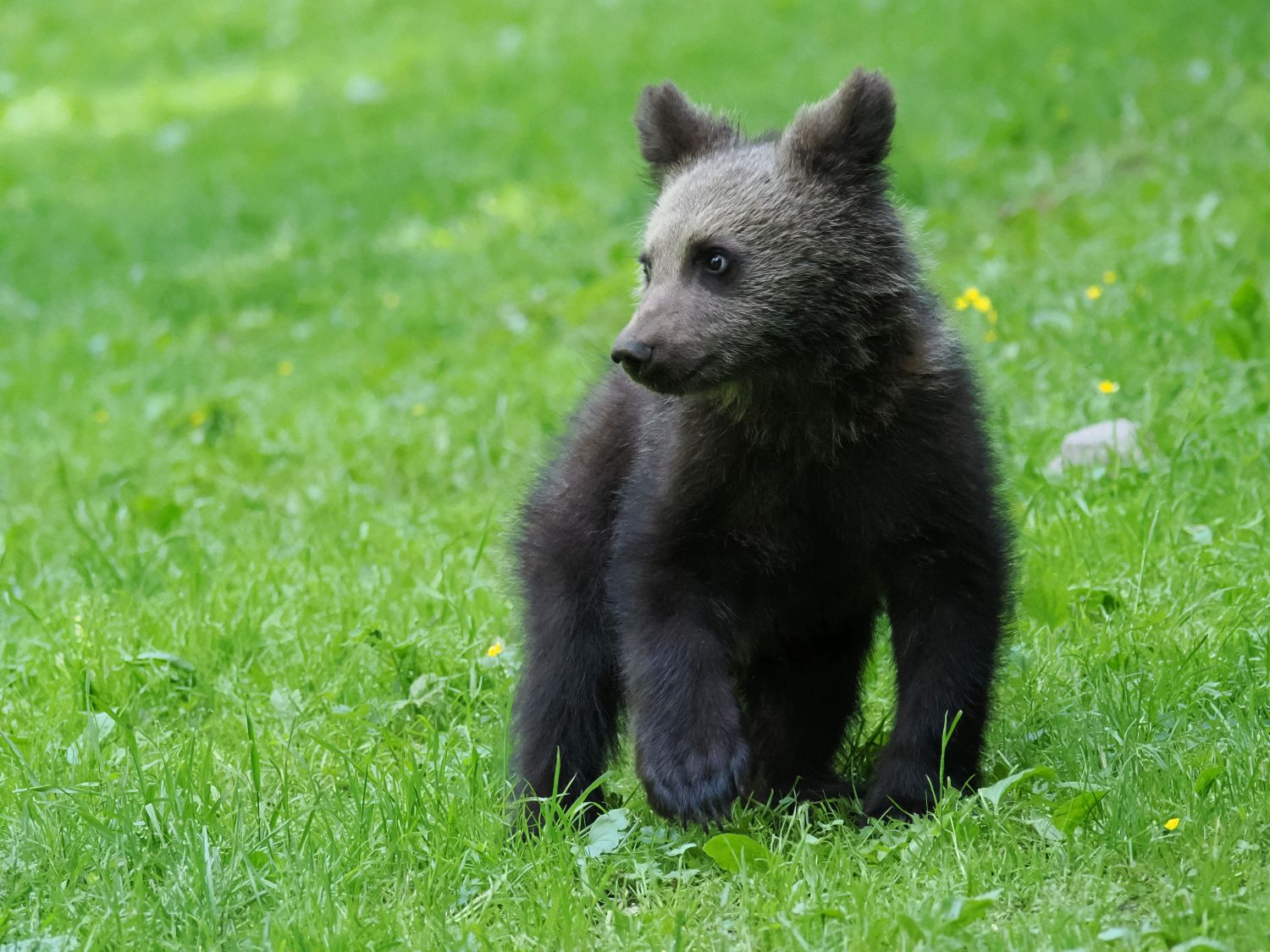 De ruige natuur van de Karpaten als decor voor een avontuurlijk reisverslag over wildlife fotografie.