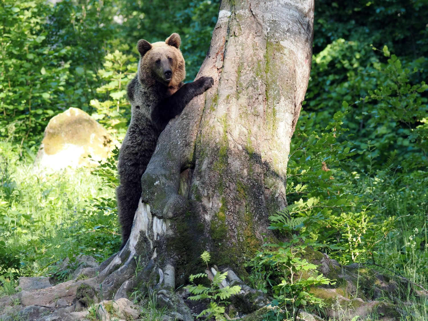 Het gebruik van een speciale observatiehut voor het veilig en onopgemerkt vastleggen van wildlife.