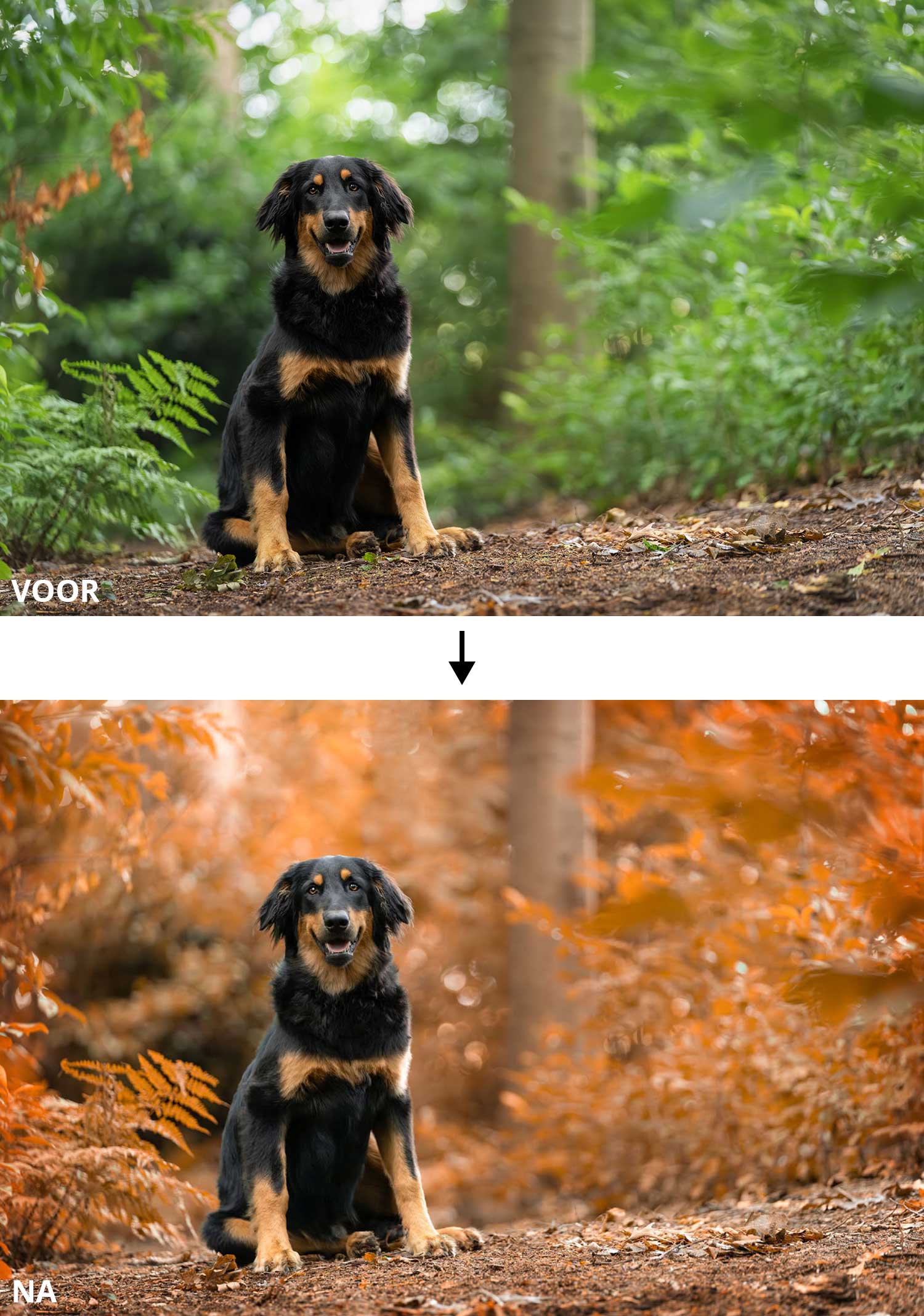 Online hondenfoto's bewerken - Photoshop Masterclass (voor en na bewerking)